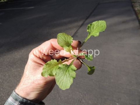 nipplewort